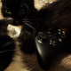 Illustration for article titled Look At These Dogs And Cats Confused By Xbox One